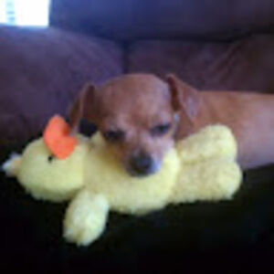 Meet your Posher, Dana